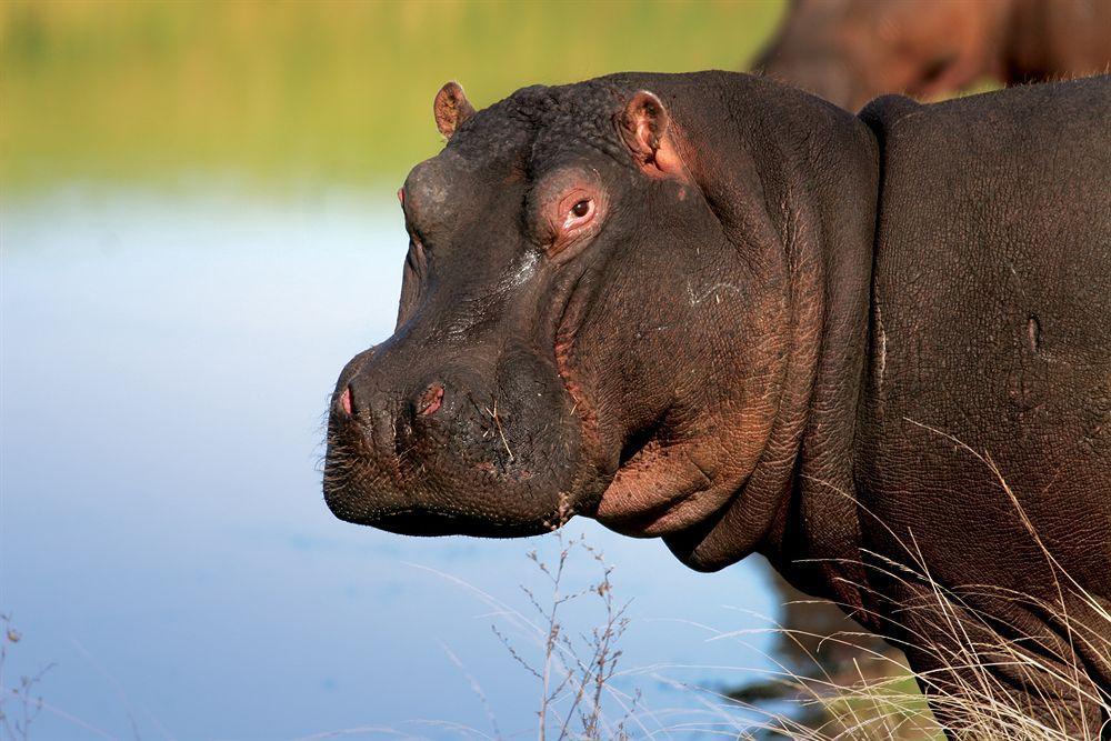 Lalibela Game Reserve - Kichaka Lodge Paterson Экстерьер фото