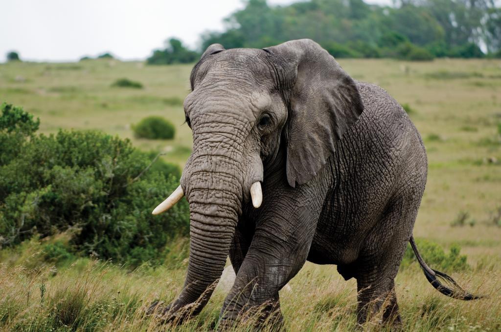 Lalibela Game Reserve - Kichaka Lodge Paterson Экстерьер фото