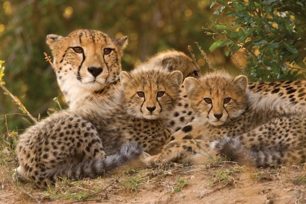 Lalibela Game Reserve - Kichaka Lodge Paterson Экстерьер фото