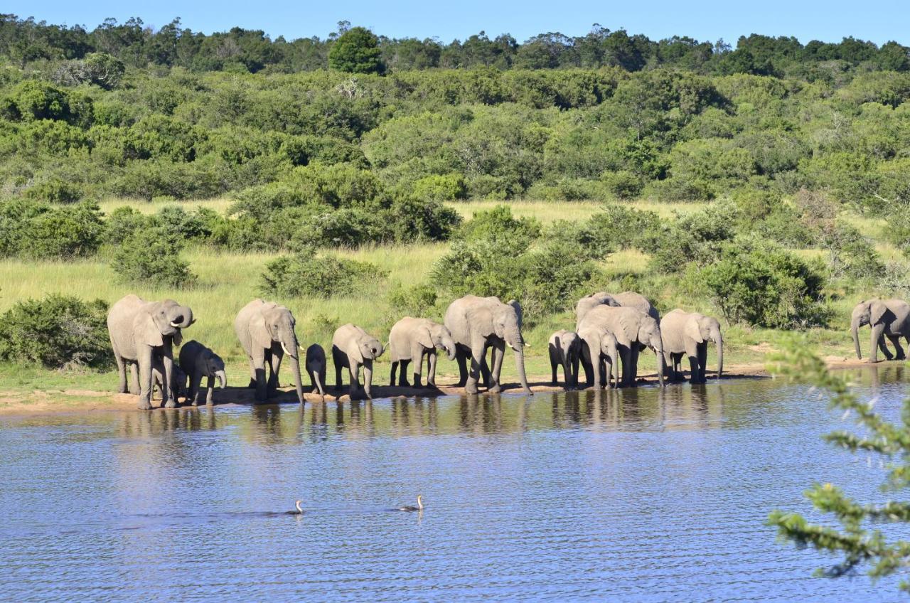 Lalibela Game Reserve - Kichaka Lodge Paterson Экстерьер фото