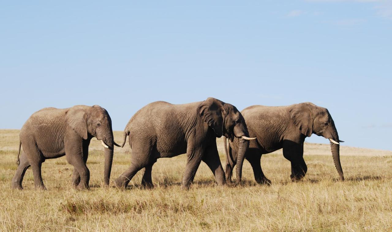 Lalibela Game Reserve - Kichaka Lodge Paterson Экстерьер фото