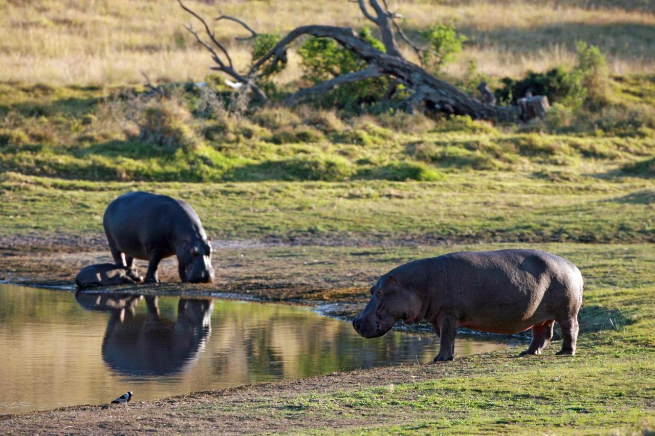 Lalibela Game Reserve - Kichaka Lodge Paterson Экстерьер фото
