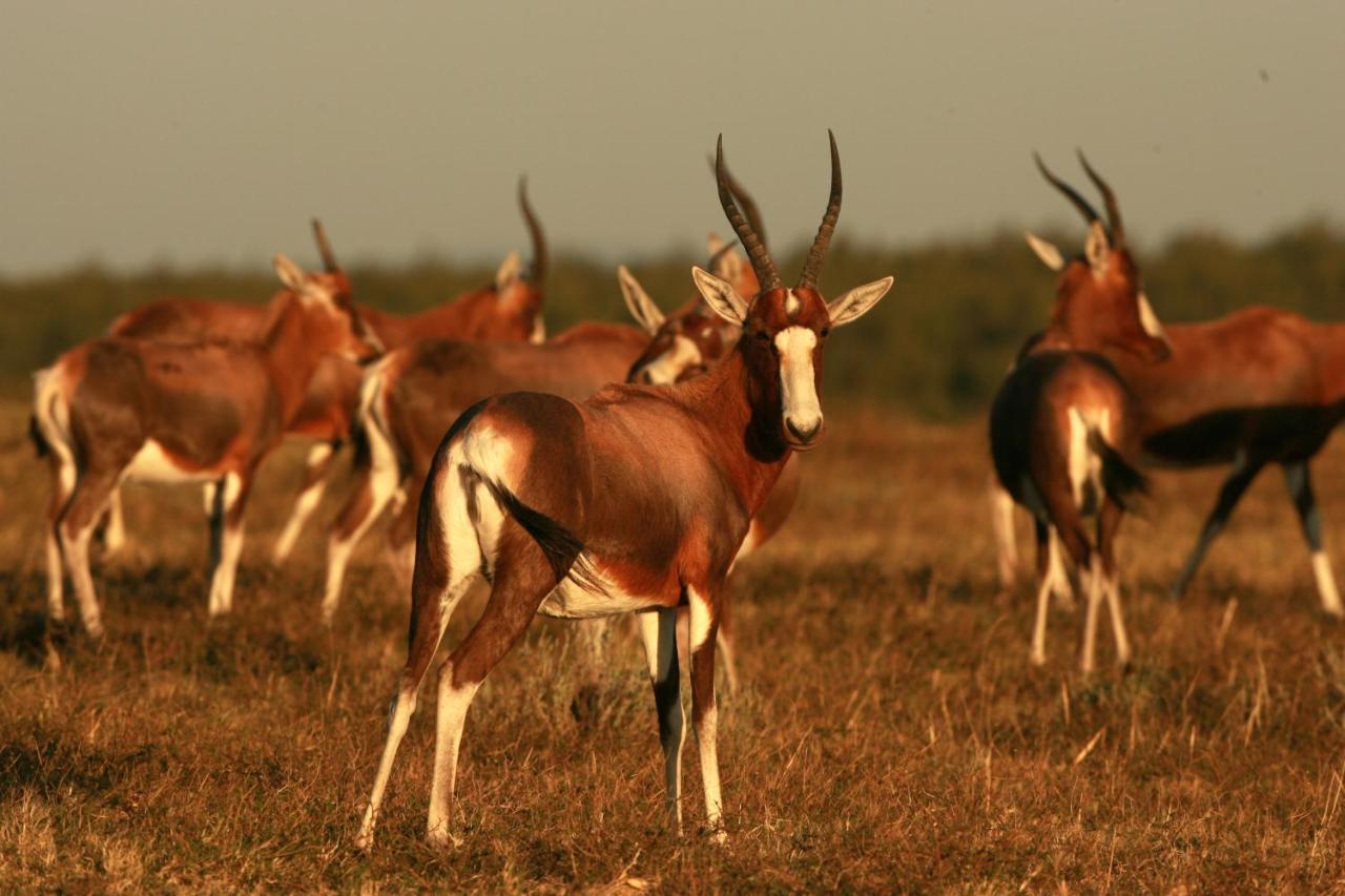 Lalibela Game Reserve - Kichaka Lodge Paterson Экстерьер фото